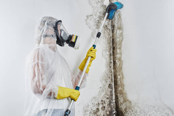 Mold Removal Process in Mulberry, AR