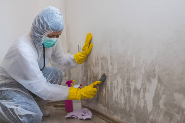 Best Professional Mold Removal  in Mulberry, AR
