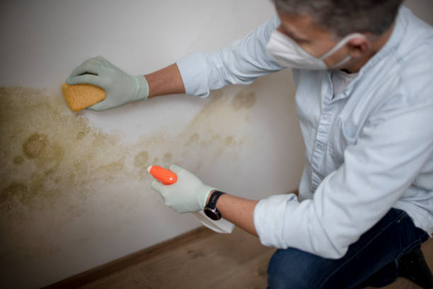 Best Mold Damage Repair  in Mulberry, AR