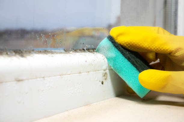 Best Attic Mold Removal  in Mulberry, AR