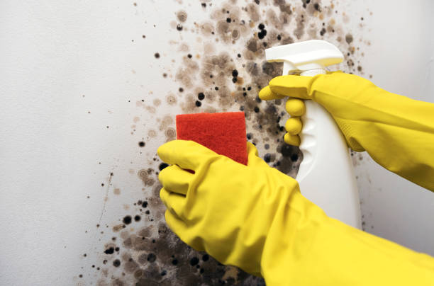 Best Mold Remediation  in Mulberry, AR