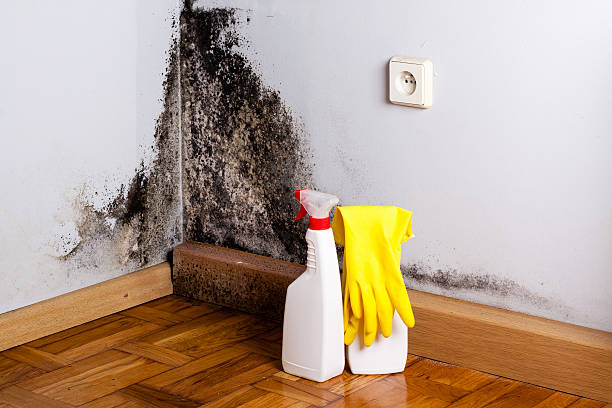 Best Mold Cleaning Services  in Mulberry, AR