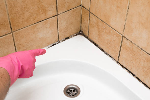Best Certified Mold Removal  in Mulberry, AR